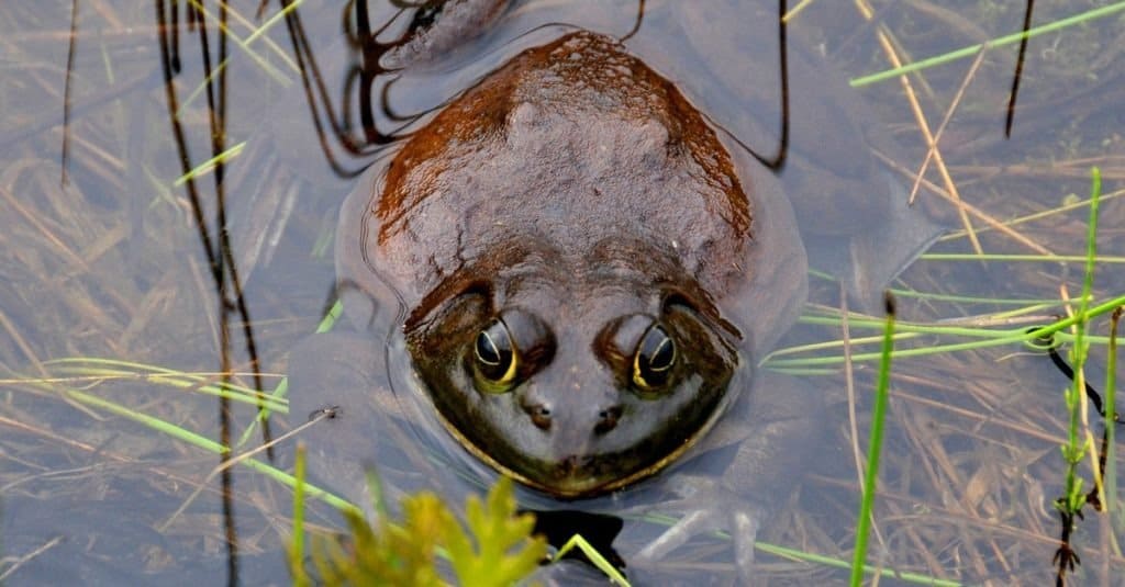 7 Weirdest Types of Frogs In the World