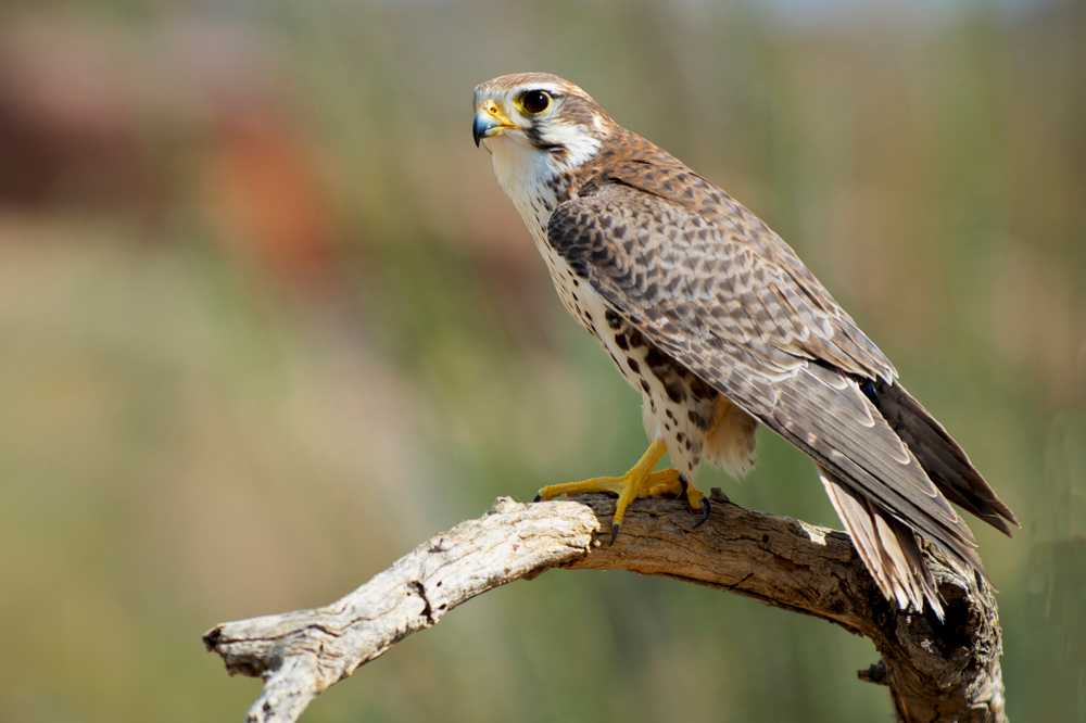 Discover the 5 Types of Falcons Found in California Skies