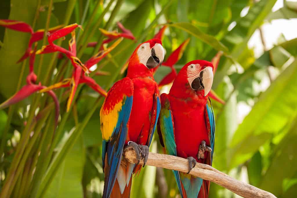 The 10 Best Places for Bird Watching in Costa Rica