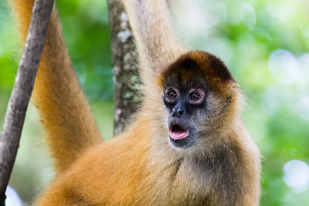 The 10 Best Places for Bird Watching in Costa Rica