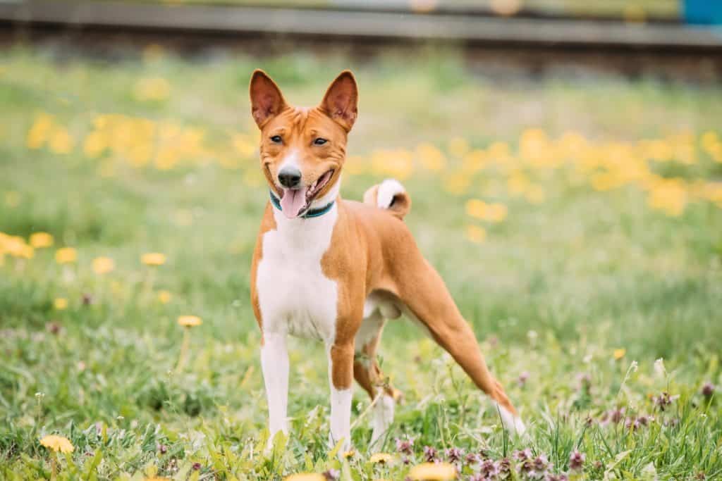 Basenji Colors: Rarest to Most Common