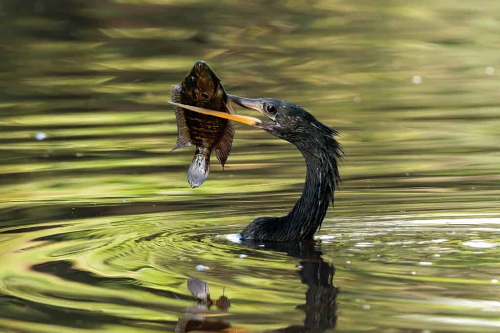 The 10 Best Places for Bird Watching in Costa Rica