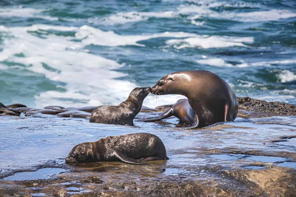 Where Do Sea Lions Live? The 5 Most Common Locations Around the World