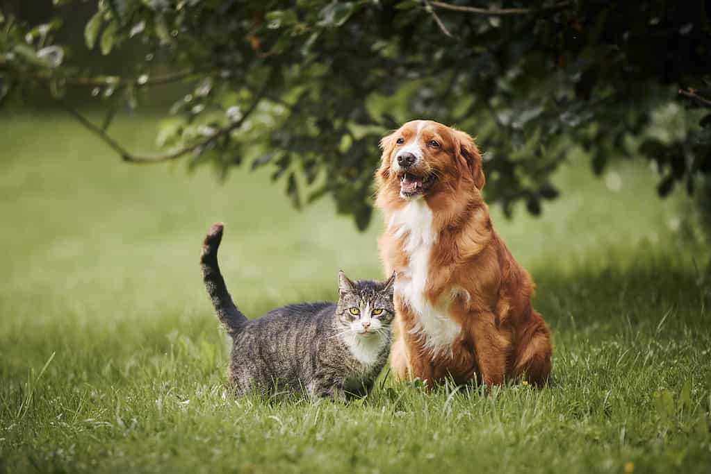 Discover Why Cats Mimic Their Owners