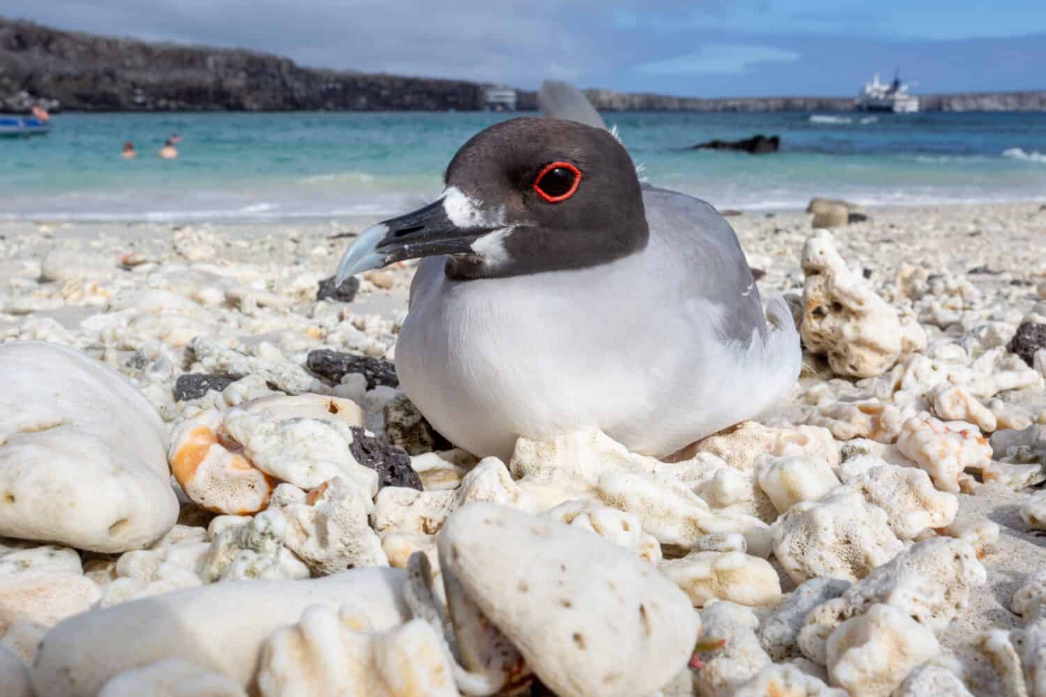 8 Wild Facts About the Swallow-Tailed Gull