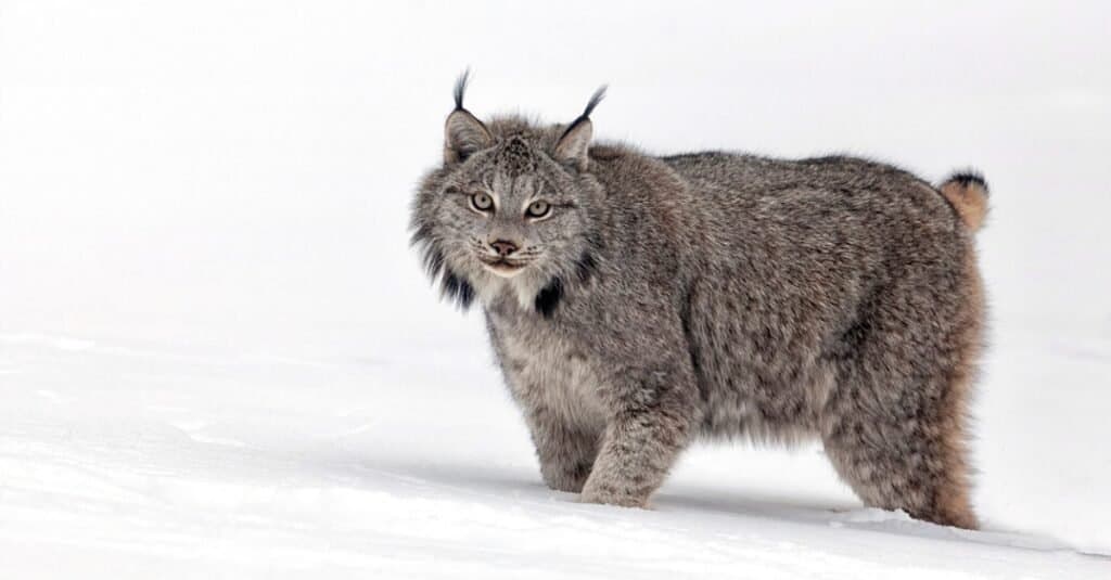 Wild Lynx Resembles a Sprinkler As It Drys Off After a Mountain Swim