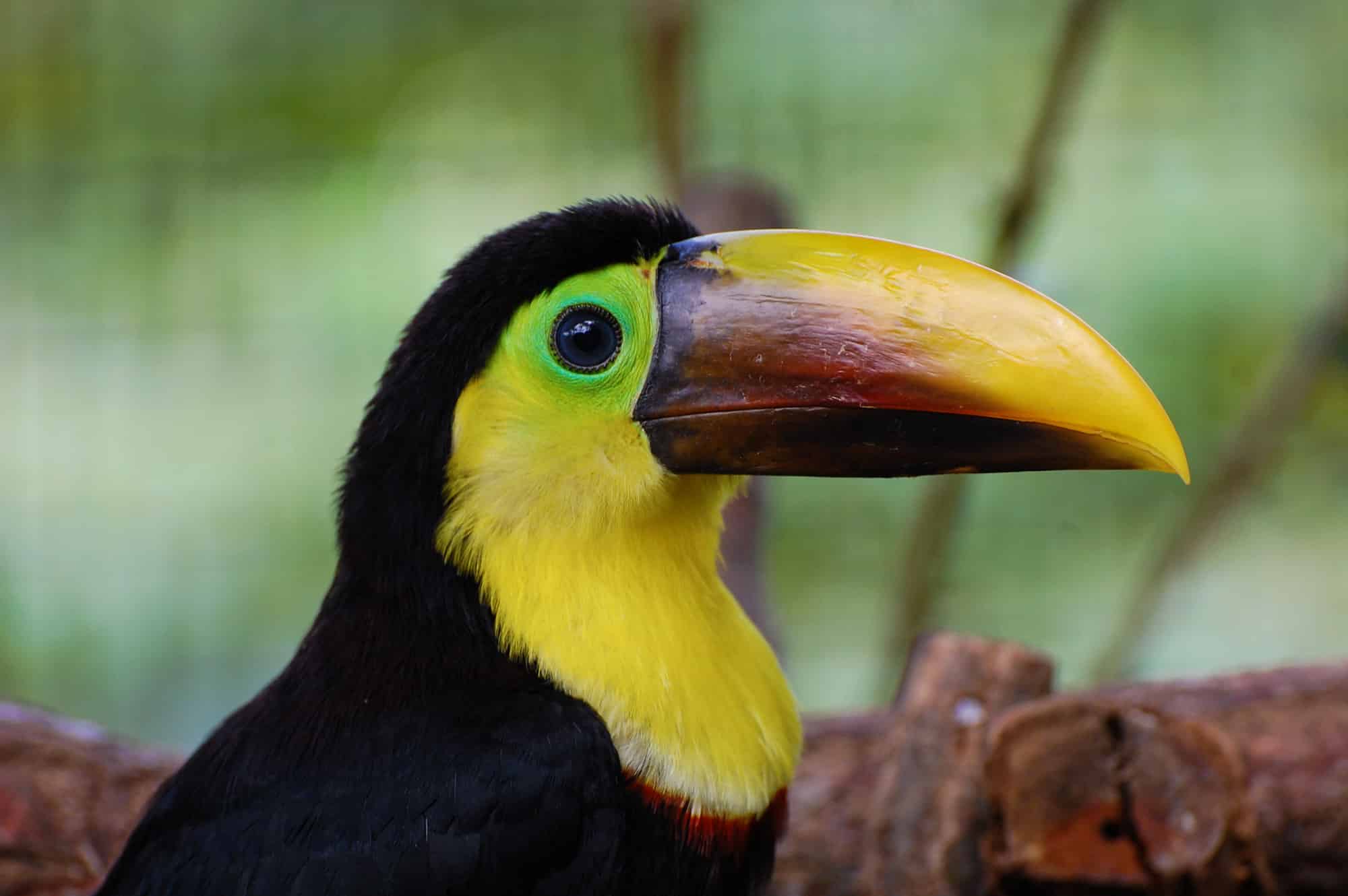 The 10 Best Places for Bird Watching in Costa Rica