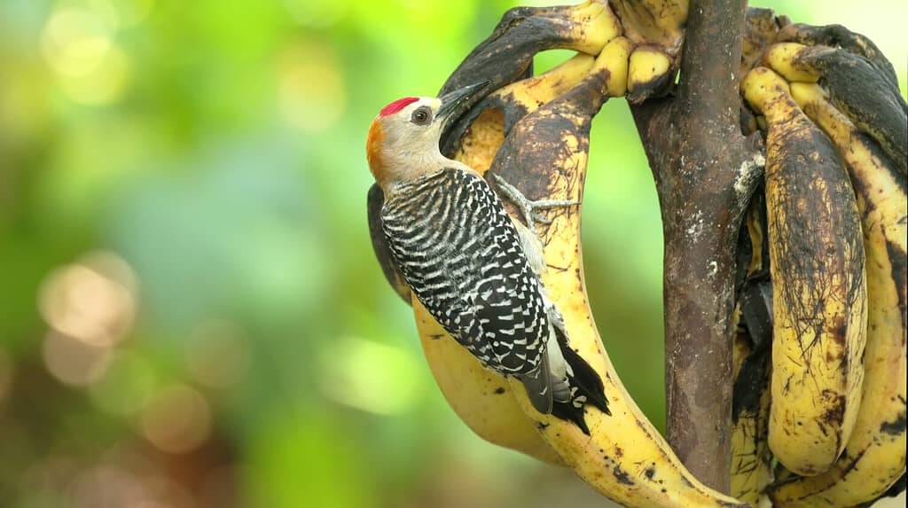 The 10 Best Places for Bird Watching in Costa Rica