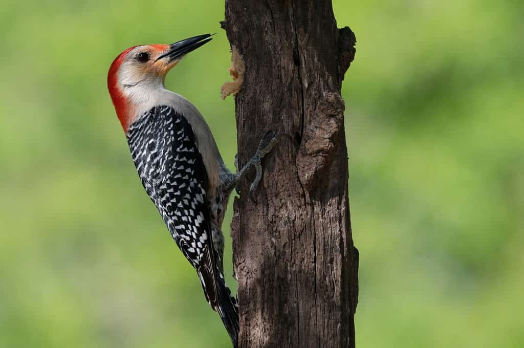 9 Woodpeckers in Virginia (Pictures, ID Guide, and Locations)