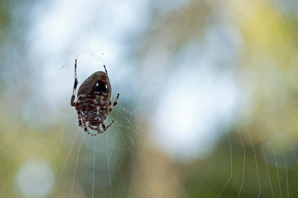 7 Pesky Critters That Hate the Smell of Orange Peels