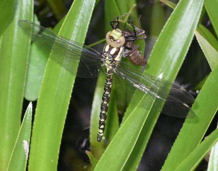 Black Dragonfly: Spiritual Meaning and Symbolism