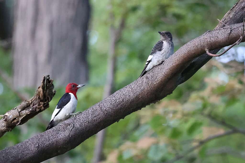 9 Woodpeckers in Virginia (Pictures, ID Guide, and Locations)