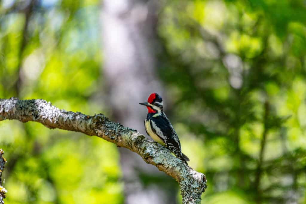 9 Woodpeckers in Virginia (Pictures, ID Guide, and Locations)