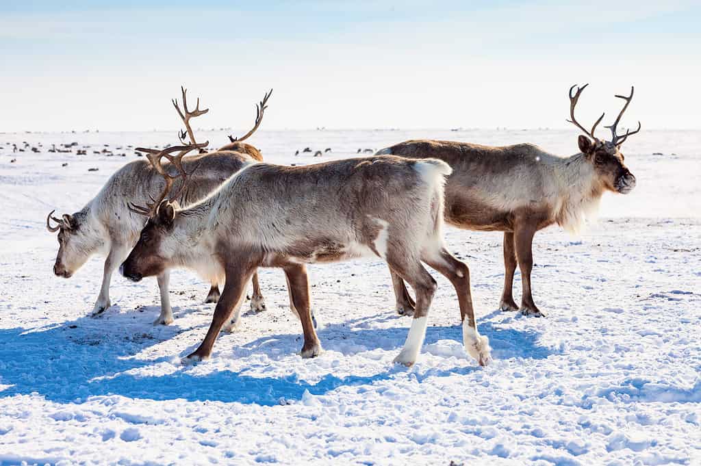 Discover 15 of the Rarest Languages Still Spoken on Earth Today