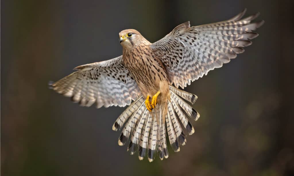 Discover the 5 Types of Falcons Found in California Skies