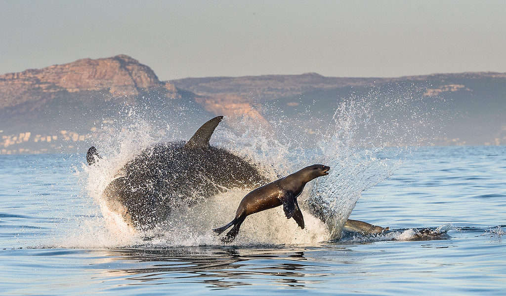 Watch How Close This Massive Great White Shark Swims to Shore in a Crowded Harbor