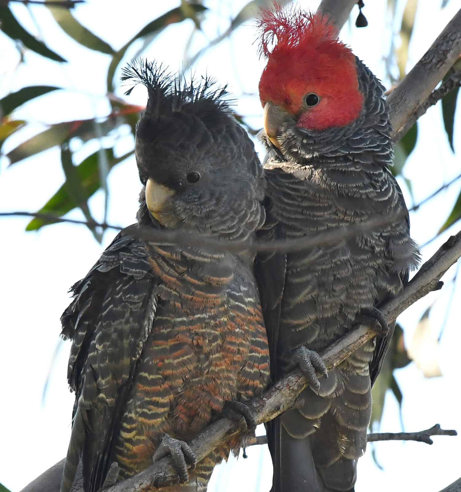 Male vs Female Cockatoos: 5 Key Differences