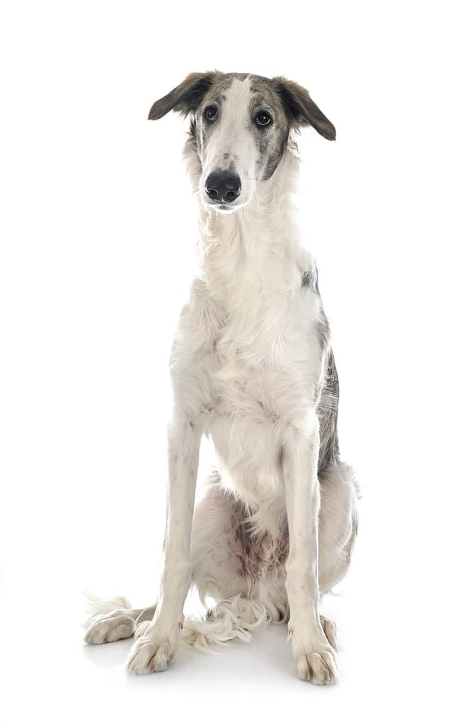 Borzoi: Growth Chart, Milestones, and Training Tips