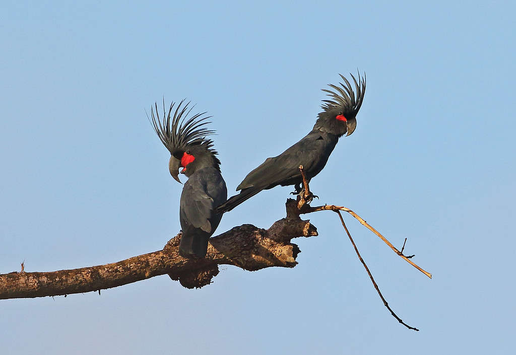 Male vs Female Cockatoos: 5 Key Differences