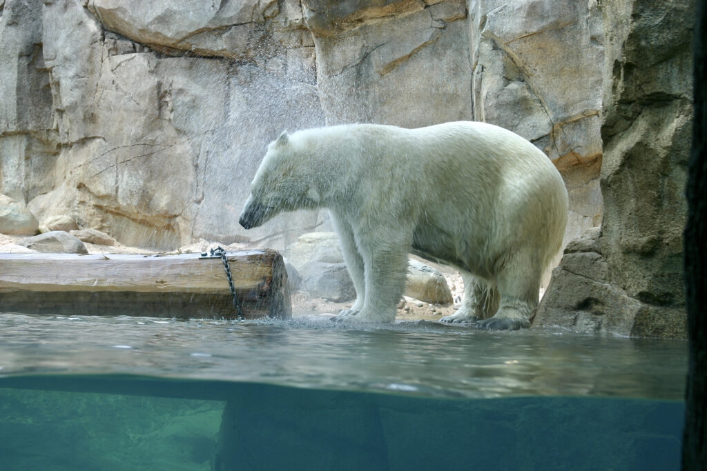 Discover 17 Amazing Zoos With Polar Bears