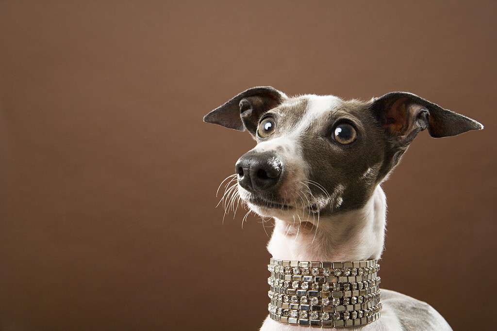 The Most Expensive Dog Collar in the World Is a Ridiculous $3.2 million