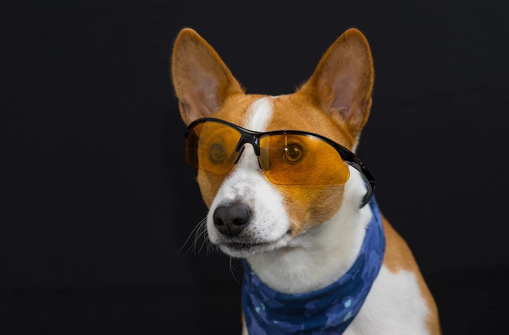 Basenji Colors: Rarest to Most Common