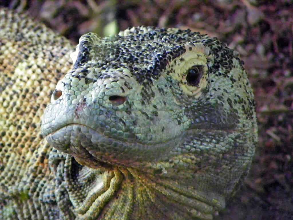 Were Dragons Real? Which Beasts Today Look Like Them?