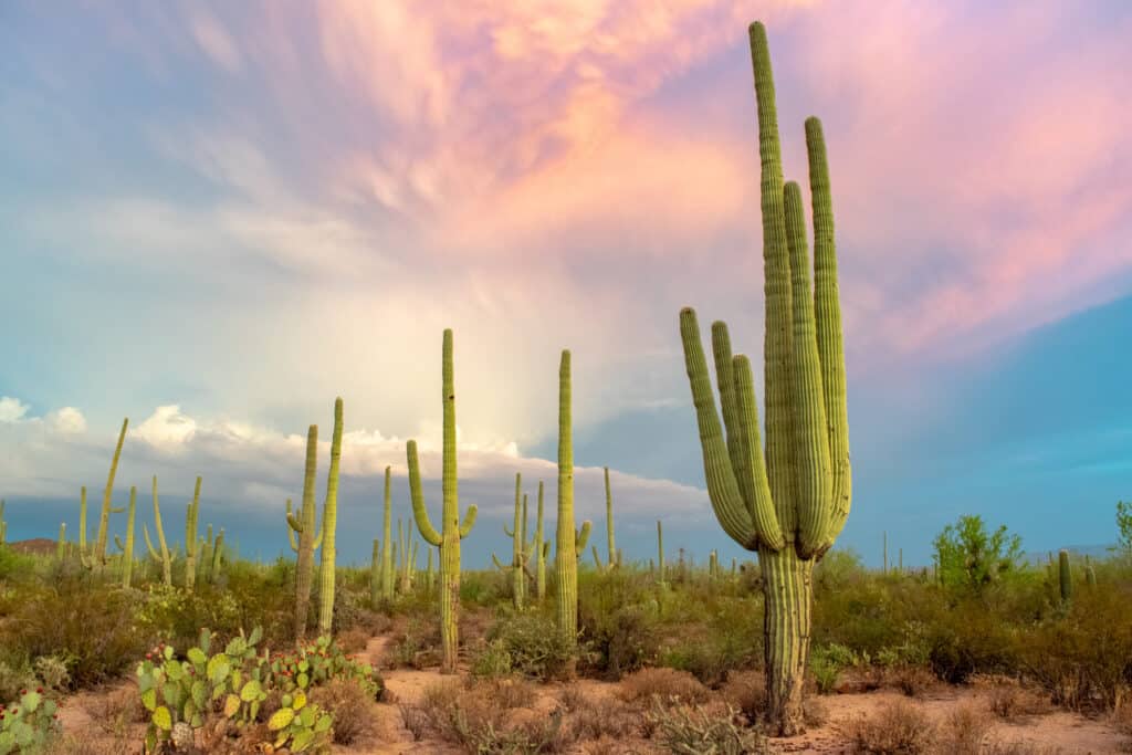 Cacti or Cactuses: Which Plural Form of Cactus Is Correct?