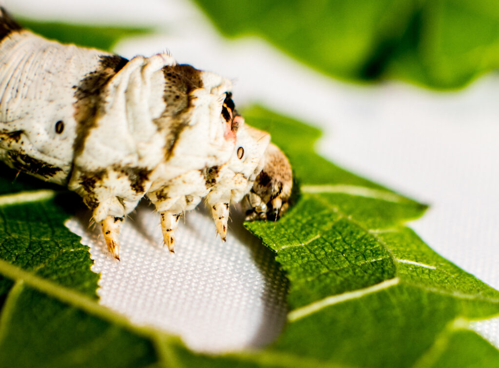 See How the Silkworm is Farmed for Its Incredible Silk in a Japanese Silk Farm