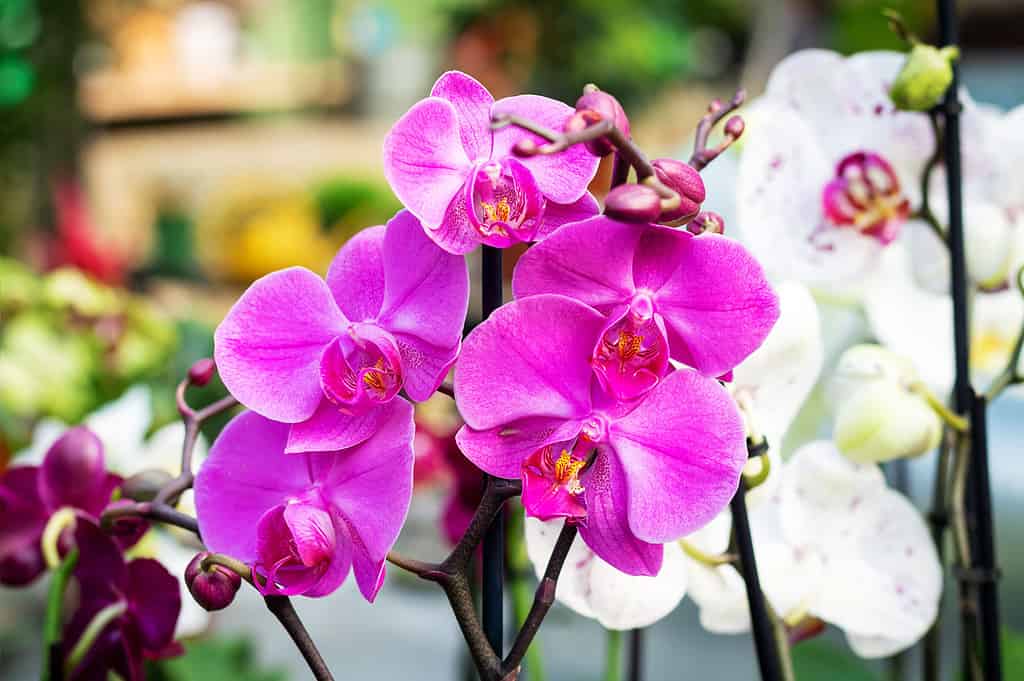 8 Incredible Flowers That Mean Love For Eternity