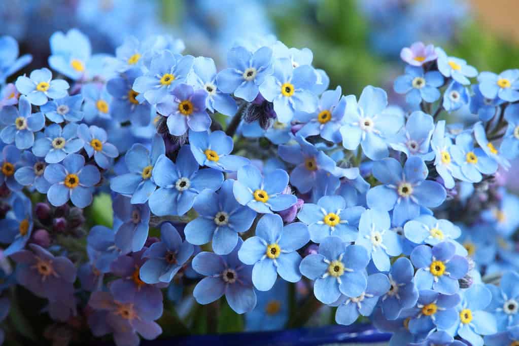 8 Incredible Flowers That Mean Love For Eternity