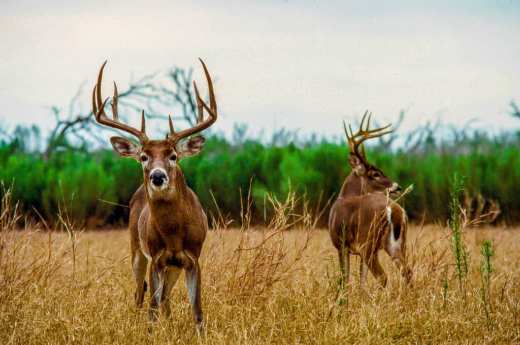 Hunting in Texas: 8 Great Public Hunting Lands