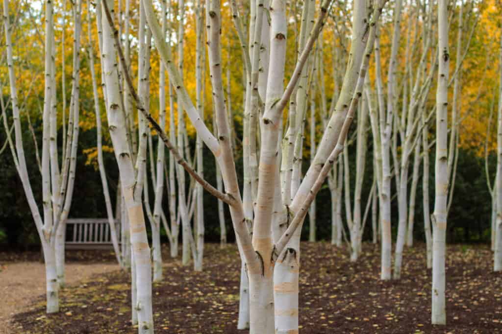 9 Reasons to Think Twice Before Planting a Birch Tree