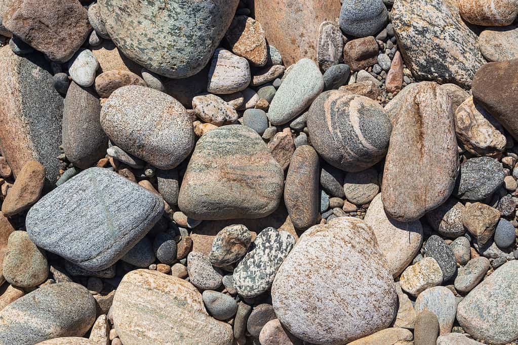 Discover Why Do Some Animals Eat Rocks... Yes, Rocks!