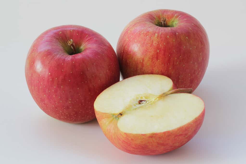 Heaviest Apple Ever Grown Weighed What 12 Normal Apples Do