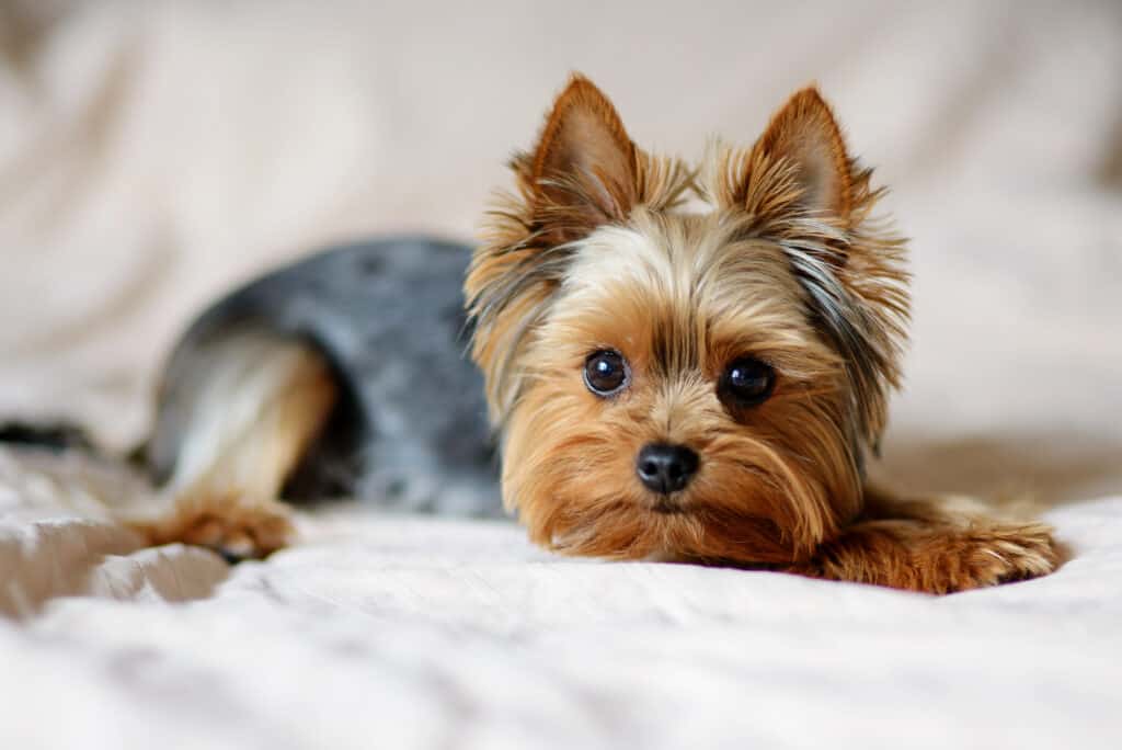 Yorkie Grooming Guide: How to Properly Groom a Yorkie