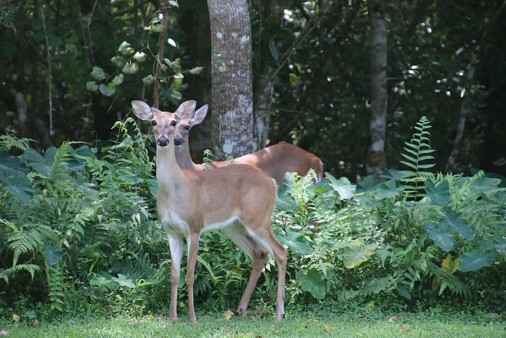 10 Reasons Louisiana Offers the Best Deer Hunting in the Country