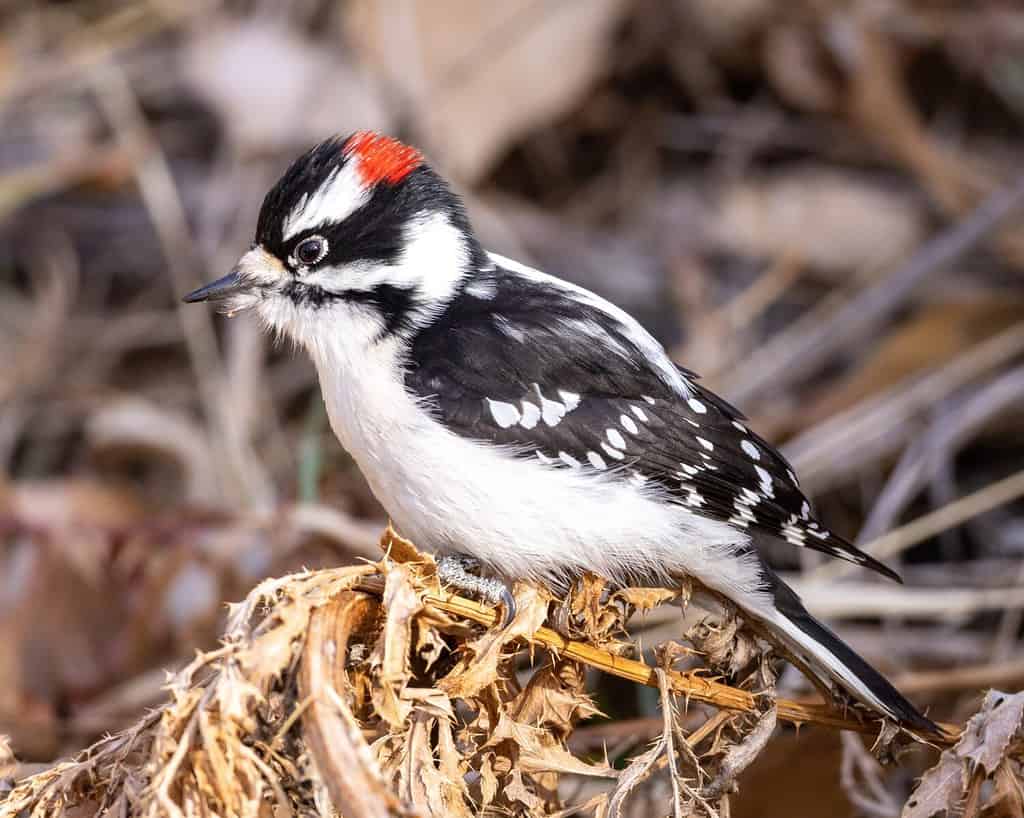 9 Woodpeckers in Virginia (Pictures, ID Guide, and Locations)