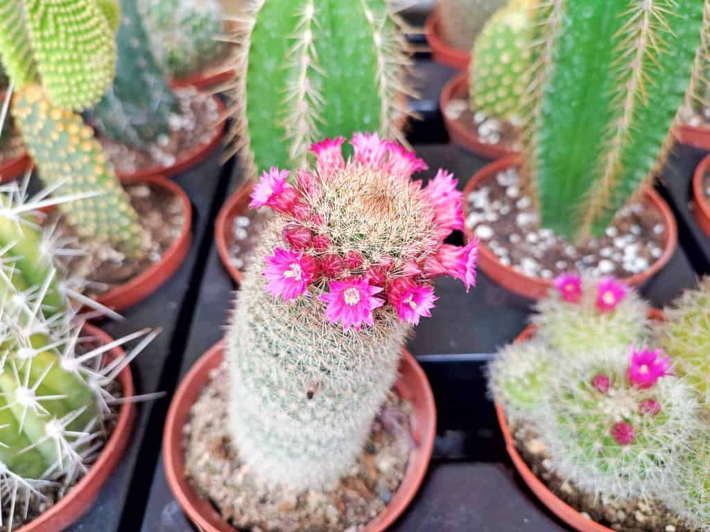 Cacti or Cactuses: Which Plural Form of Cactus Is Correct?