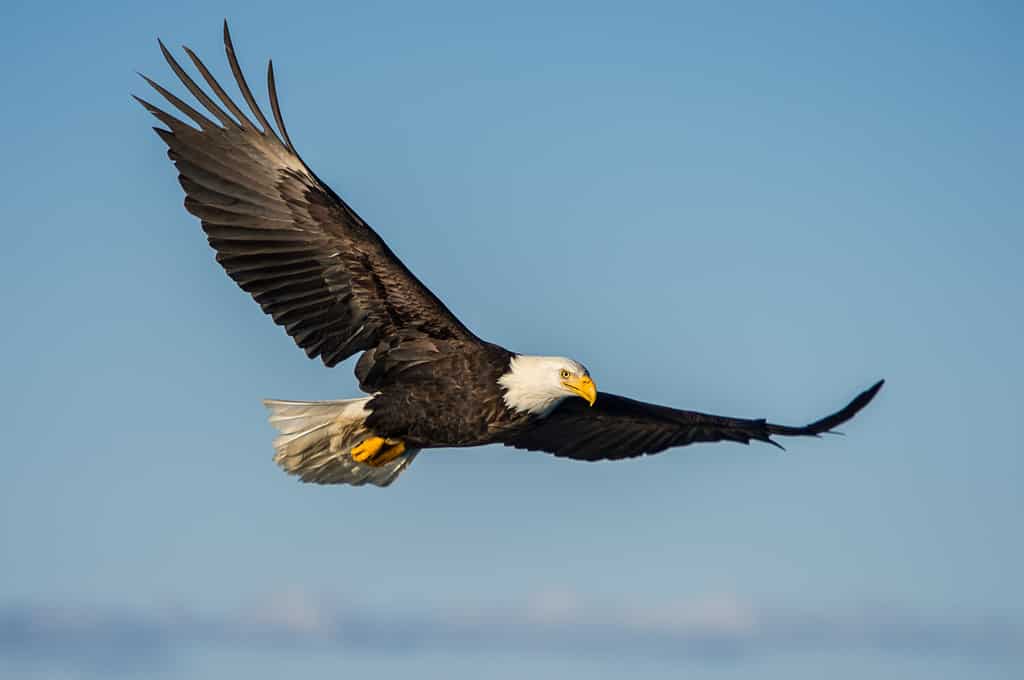 The 5 Best Places and Times to See Bald Eagles in Virginia