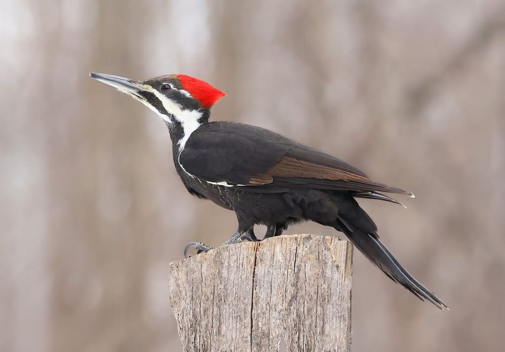 9 Woodpeckers in Virginia (Pictures, ID Guide, and Locations)