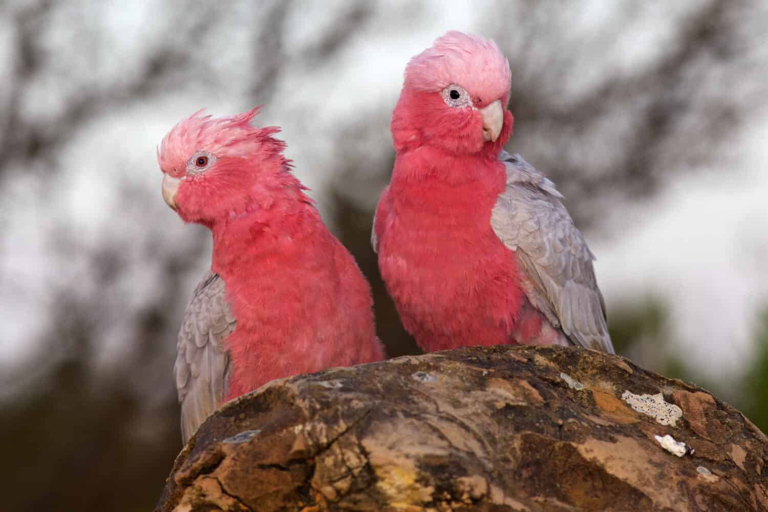 Male vs Female Cockatoos: 5 Key Differences