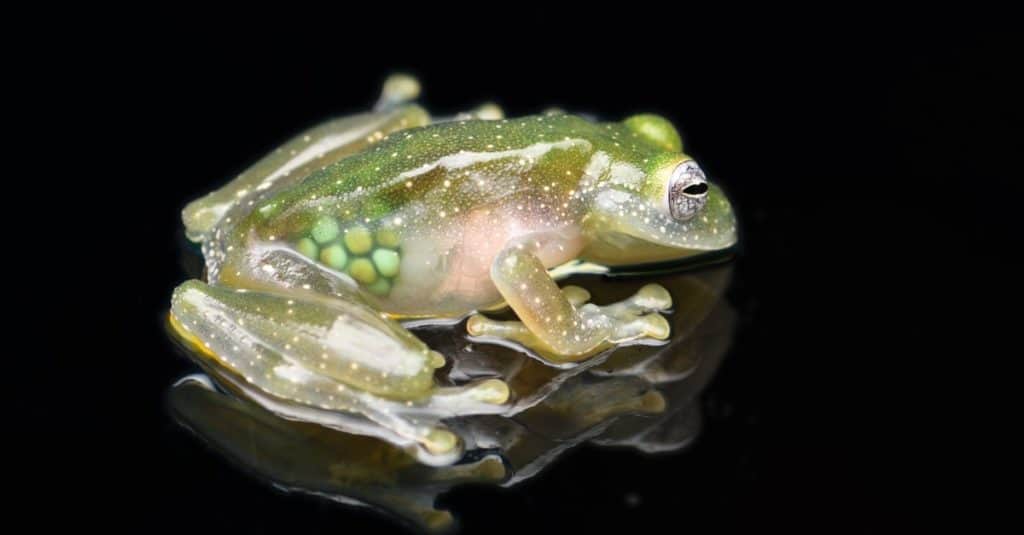 7 Weirdest Types of Frogs In the World