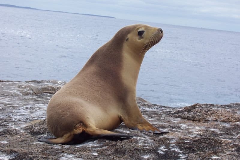 Where Do Sea Lions Live? The 5 Most Common Locations Around the World