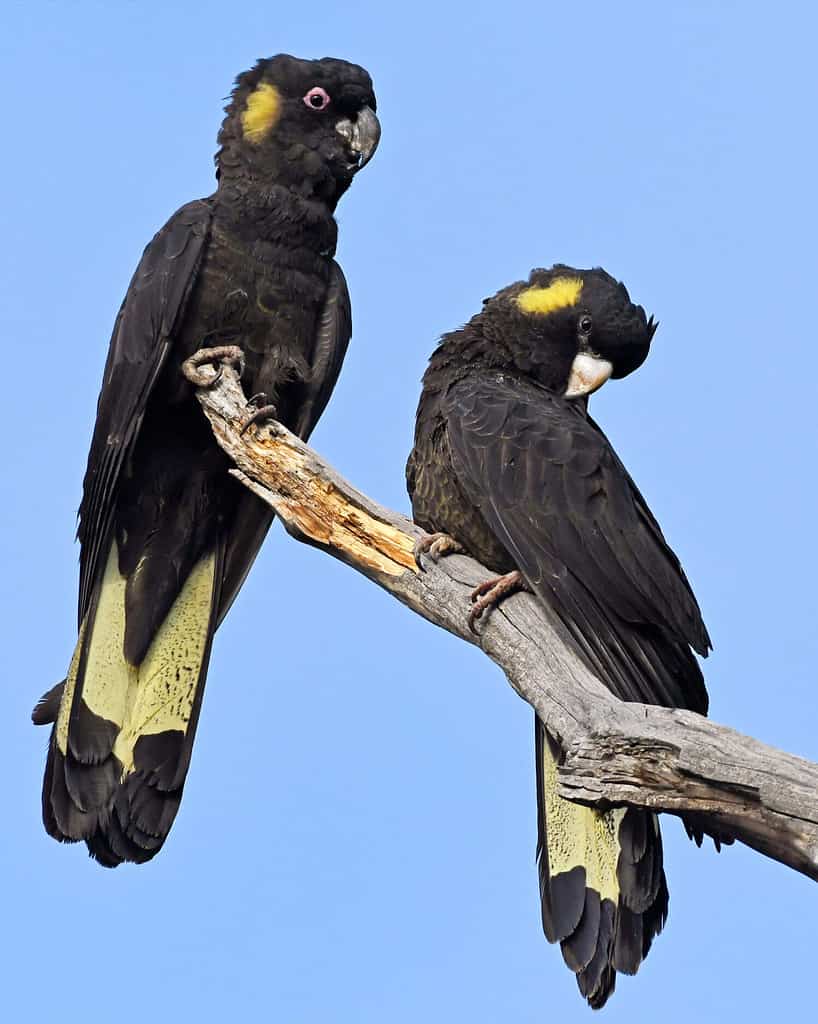 Male vs Female Cockatoos: 5 Key Differences