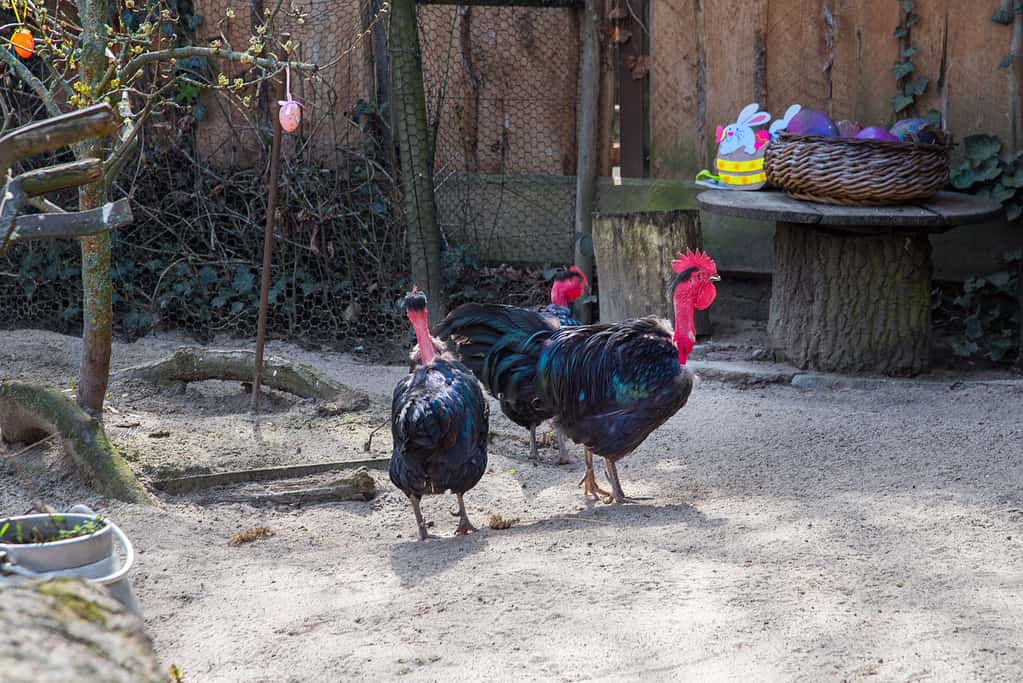 Can Chickens Eat Avocados?