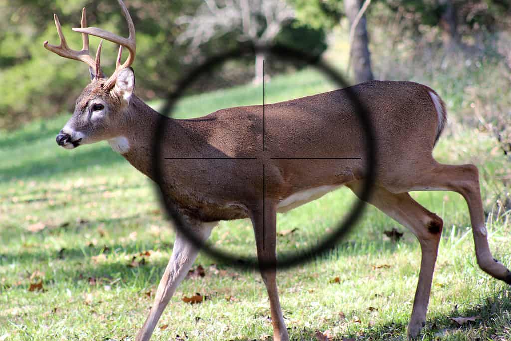 10 Reasons Louisiana Offers the Best Deer Hunting in the Country