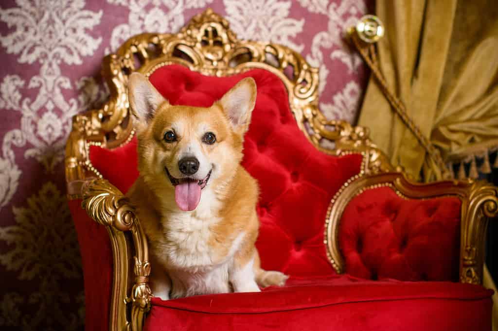 Are Pembroke Welsh Corgis the Most Troublesome Dogs? 6 Common Complaints About Them 