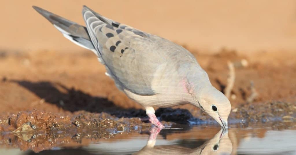 Hunting in Texas: 8 Great Public Hunting Lands