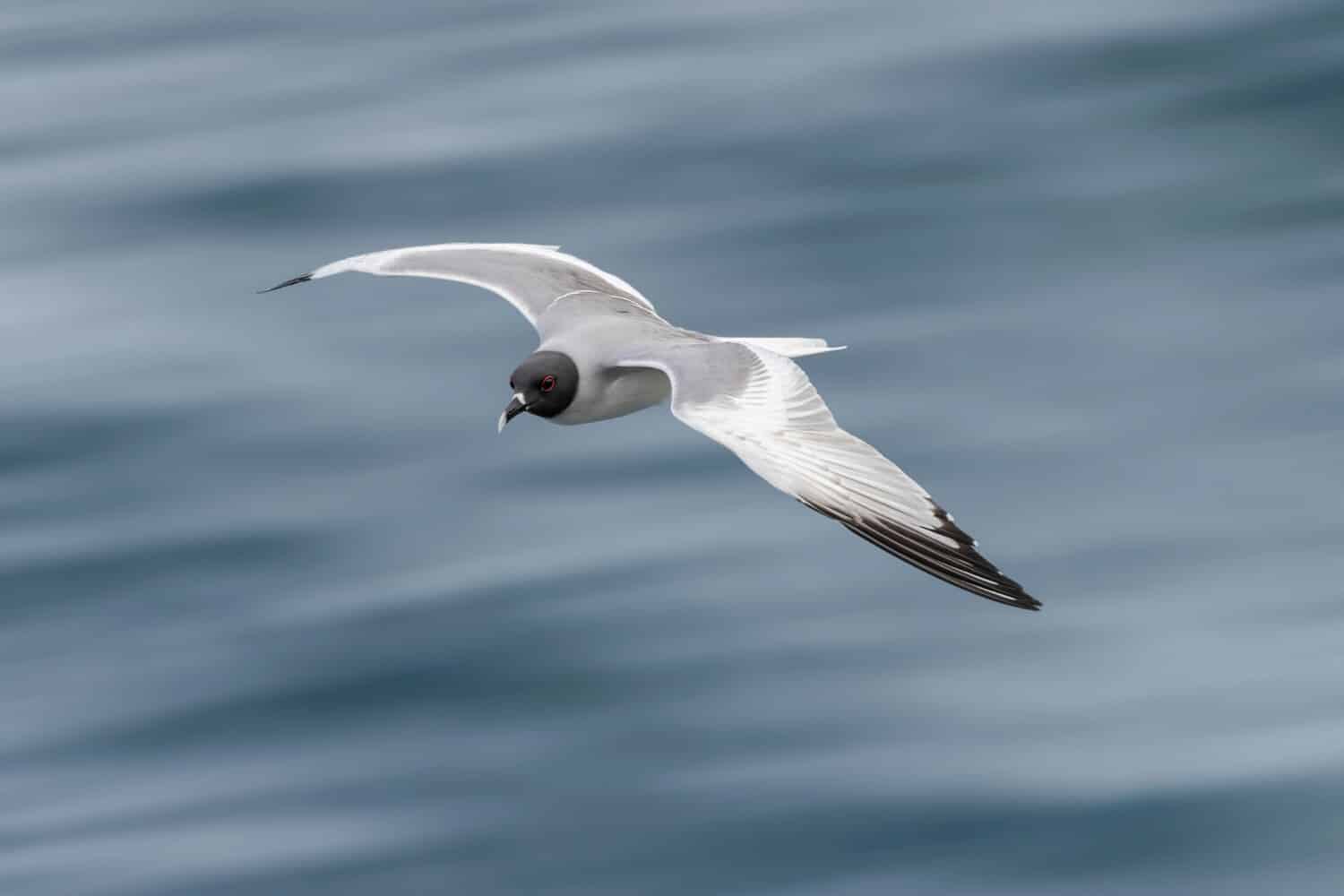 8 Wild Facts About the Swallow-Tailed Gull